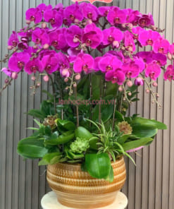 20 cành hồ điệp tím ghép chậu đẹp