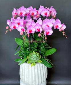 7 cành lan hồ điệp ghép chậu sứ trắng