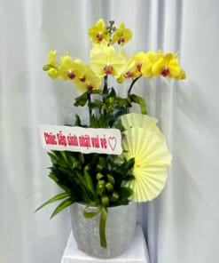Chậu lan mừng sinh nhật màu vàng 4 cành