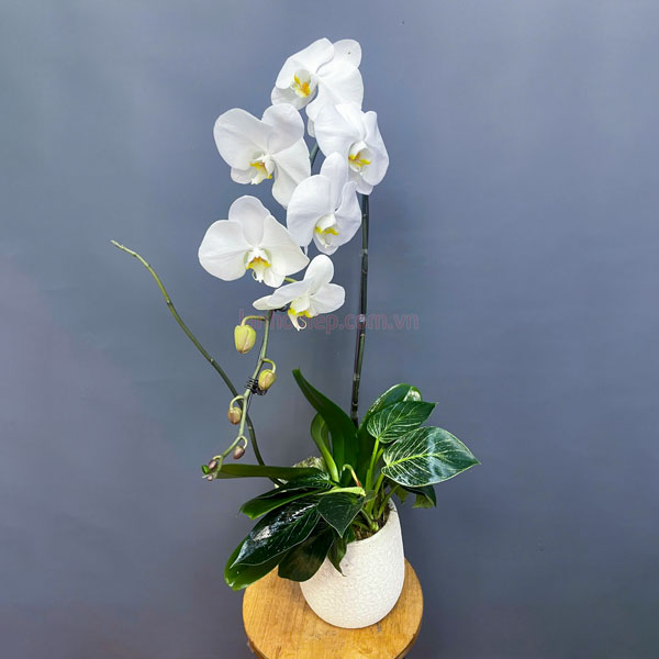 Bán chậu hoa lan hồ điệp trắng 1 cành