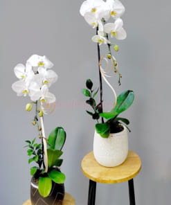 Bán chậu lan hồ điệp 1 cành hoa trắng đẹp tại Hà Nội