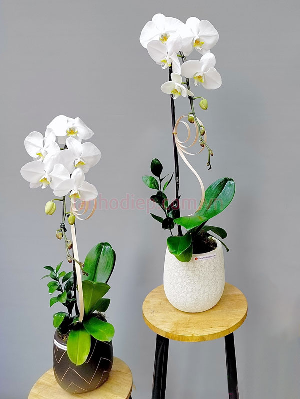 Bán chậu lan hồ điệp 1 cành hoa trắng đẹp tại Hà Nội