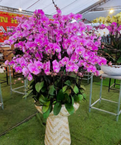 Chậu lan hồ điệp hồng 50 cành