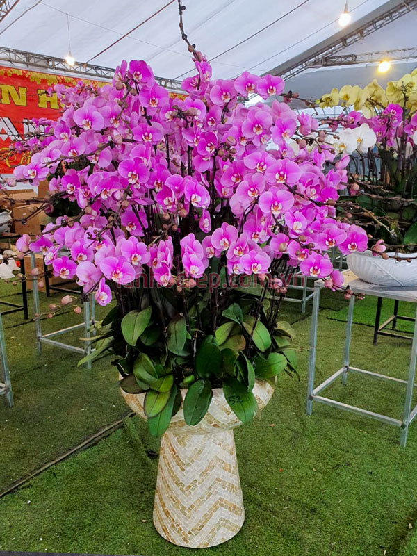 Chậu lan hồ điệp hồng 50 cành