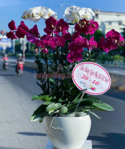 Chậu lan hồ điệp trắng tím 10 vòi mừng ngày phụ nữ