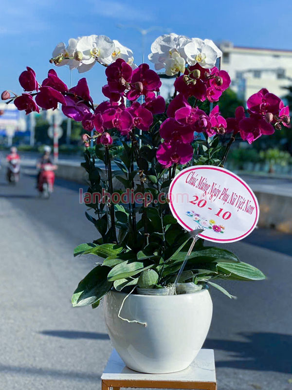 Chậu lan hồ điệp trắng tím 10 vòi mừng ngày phụ nữ