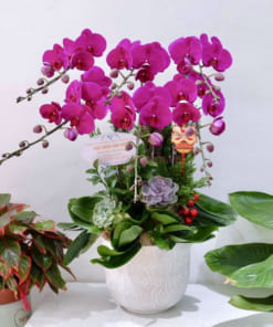 Chậu lan tím 6 cành mừng khai trương