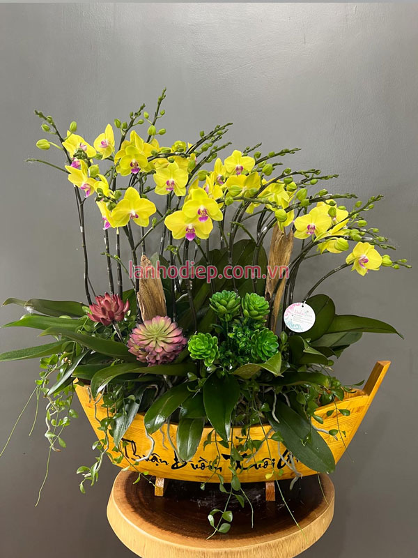 Bán hoa lan ghép thuyền đẹp tại Hà Nội