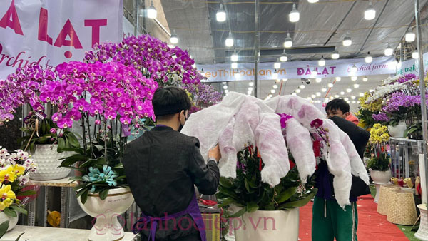Địa chỉ bán hoa lan hồ điệp chơi Tết đẹp tại Hà Nội