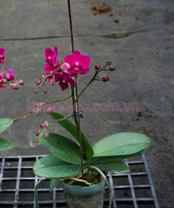 Bầu lan hồ điệp mini tím 1 ngồng