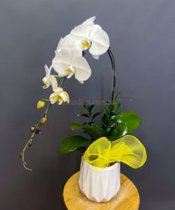 Cách chăm chậu lan 1 cành trắng đẹp