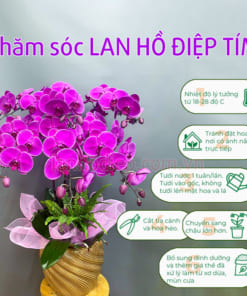 Cách chăm chậu hoa lan hồ điệp tím đẹp tươi lâu