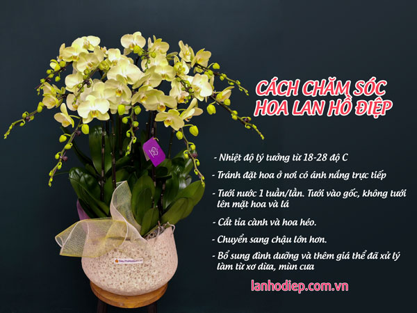 Cách chăm hoa lan hồ điệp xanh táo trồng chậu