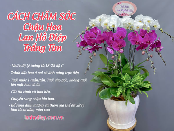 Cách chăm sóc chậu hoa hồ điệp màu trắng tím tươi lâu