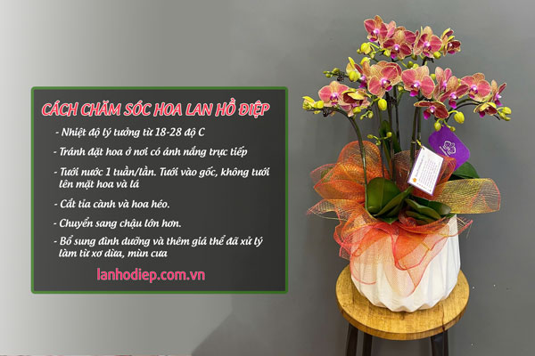 Cách chăm sóc chậu lan hồ điệp màu cam