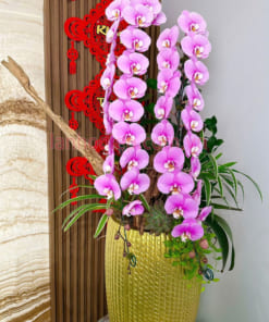 Cách chăm sóc hoa lan hồ điệp ghép gỗ lũa đẹp