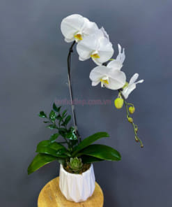 Cành lan hồ điệp trắng trồng chậu đẹp