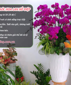 Cách chăm sóc chậu lan tím hồ điệp 20 cành tươi tốt