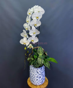 Chậu 1 cành hồ điệp trắng size đại