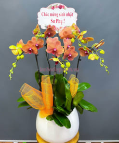 Chậu hồ điệp 5 cành cam mừng sinh nhật