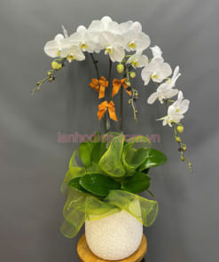 Chậu hồ điệp hoa trắng 3 cành đẹp