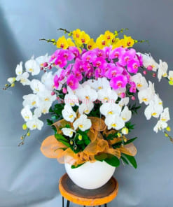 Chậu hồ điệp trắng tím hồng 15 cành đẹp