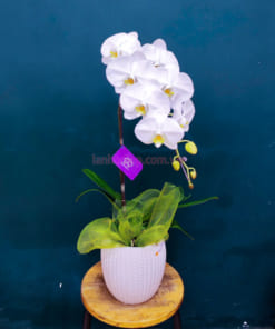 Chậu hoa hồ điệp 1 cành làm quà tặng