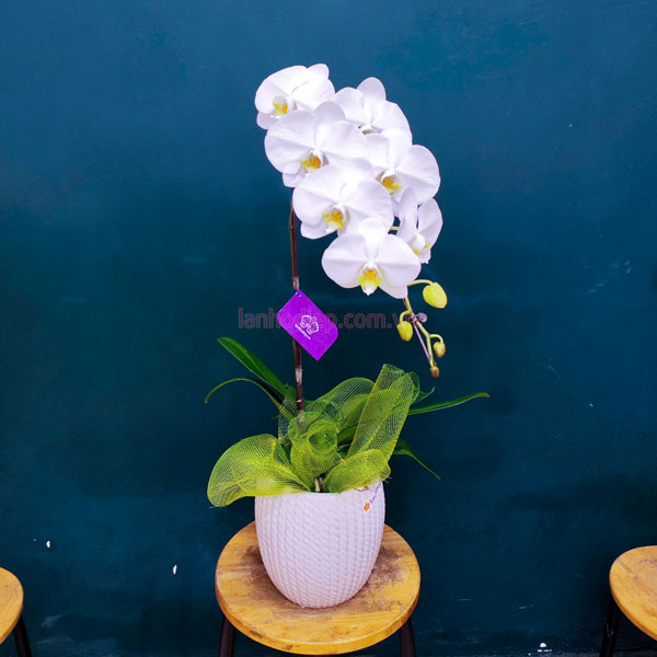 Chậu hoa hồ điệp 1 cành làm quà tặng