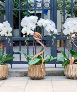 Chậu hoa hồ điệp 2 cành làm quà tặng