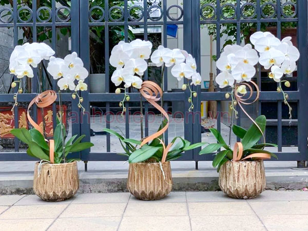 Chậu hoa hồ điệp 2 cành làm quà tặng