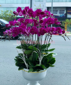 Chậu lan hồ ddiepj 20 cành màu tím đẹp