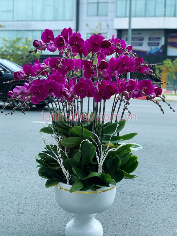 Chậu lan hồ ddiepj 20 cành màu tím đẹp
