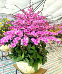 Chậu hoa hồ điệp hồng 50 cành đặt đại sảnh đẹp