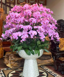 Chậu hoa hồ điệp hồng 50 cành trồng chậu ly khảm trai