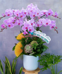 Chậu hoa hồ điệp 7 cành mừng khai trương