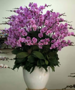 Chậu lan hồ điệp hồng chưng Tết đẹp 50 cành