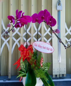 Chậu hoa hồ điệp tím 2 cành làm quà tặng