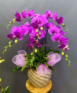 Chậu lan hồ điệp tím 6 cành đệp ý nghĩa