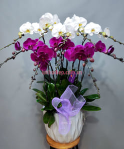 Chậu hoa hồ điệp tím trắng 8 cành làm quà tặng