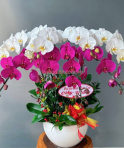 Chậu hoa hồ điệp tím trắng 8 cành tặng tết