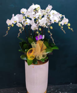 Đặc điểm chậu hoa hồ điệp trắng 9 cành