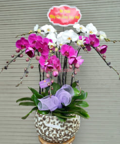 Chậu hoa hồ điệp trắng tím 10 cành mừng khai trương