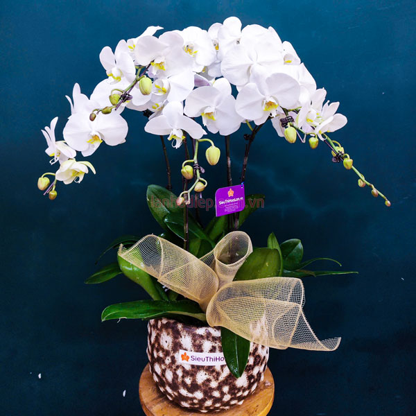 Chậu hoa hồ điệp trang trí tết