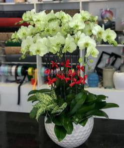 Chậu hoa lan hồ điệp xanh táo 10 cành chưng Tết