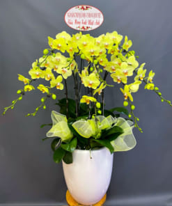 Chậu hoa lan 10 cành hồ điệp xanh táo