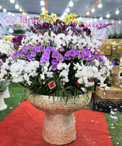 Chậu hoa lan hồ điệp 100 cành mix màu chưng Tết