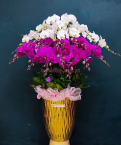 Chậu hoa lan 15 cành trắng tím đẹp