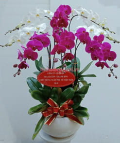 Chậu hoa lan 8 cành trắng tím trang trí nội thất