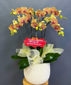 Chậu hoa lan cam 5 cành tặng ngày phụ nữ