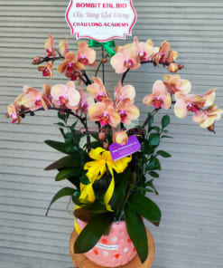 Chậu lan cam hồ điệp 5 cành mừng khai trương